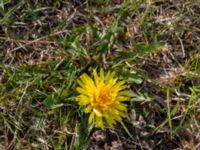 Taraxacum sp. Toarpsdammen, Toarp, Malmö, Skåne, Sweden 20220504_0004