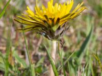 Taraxacum sp. Toarpsdammen, Toarp, Malmö, Skåne, Sweden 20220504_0006