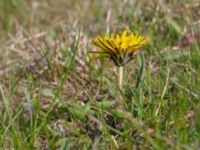 Taraxacum sp. Toarpsdammen, Toarp, Malmö, Skåne, Sweden 20220504_0016