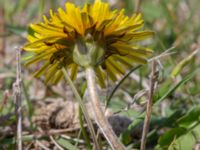 Taraxacum sp. 4 Olas hörna, Klagshamns udde, Malmö, Skåne, Sweden 20220507_0062