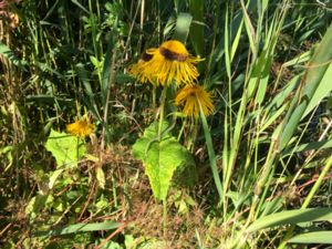 Telekia speciosa - Yellow Oxeye - Strålöga