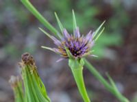 Tragopogon porrifolius Ulricedal, Malmö, Skåne, Sweden 20190617_0010