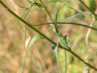 Tragopogon pratensis ssp. minor Katrinetorp, Malmö, Skåne, Sweden 20180709_0065