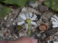 Tripleurospermum inodorum Grodreservatet, Norra hamnen, Malmö, Skåne, Sweden 20160529_0146