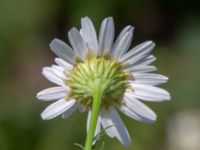 Tripleurospermum inodorum Jordhögar, Hyllie, Malmö, Skåne, Sweden 20180604_0073