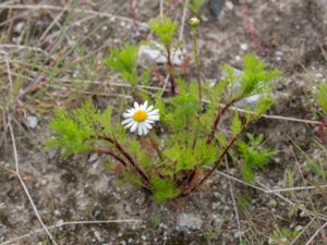 Tripleurospermum maritimum - Sea Mayweed - Kustbaldersbrå