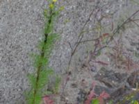 Tripleurospermum maritimum ssp. maritimum Centralen, Malmö, Skåne, Sweden 20150619_0022