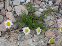 Tripleurospermum maritimum ssp. maritimum Hallands Väderö, Båstad, Skåne, Sweden 20160807_0068