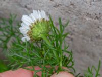 Tripleurospermum maritimum ssp. maritimum Torekov, Båstad, Skåne, Sweden 20181030_0080