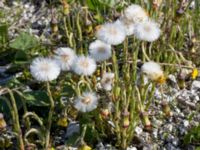 Tussilago farfara Badplatsen, Klagshamns udde, Malmö, Skåne, Sweden 20160506_0043