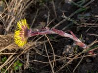 Tussilago farfara Limhamns kalkbrott, Malmö, Skåne, Sweden 20190330_0040