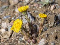 Tussilago farfara Norra hamnen, Malmö, Skåne, Sweden 20240323_0019