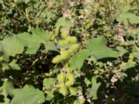 Xanthium orientale Anapa beach, Krasnodar, Russia 20160910_0247