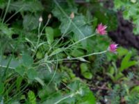 Xeranthemum annuum Holmastigen Ärtholmsvägen, Malmö, Skåne, Sweden 20191010_0026