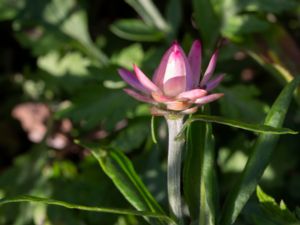 Xerochrysum bracteatum - Golden everlasting - Jätteeternell