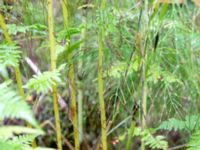 Athyrium filix-femina Havgårdsnäs, Hässleholm, Skåne, Sweden 20180826_0083