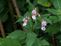 Impatiens glandulifera Almåsa, Malmö, Skåne, Sweden 20140810_0004