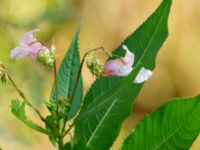 Impatiens glandulifera Almåsa, Malmö, Skåne, Sweden 20190831_0079