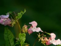 Impatiens glandulifera Almåsa, Malmö, Skåne, Sweden 20190831_0080