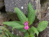 Impatiens glandulifera Burensvik, Båstad, Skåne, Sweden 20170709_0068