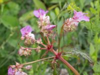 Impatiens glandulifera Hillarp, Munka-Ljungby, Ängelholm, Skåne, Sweden 20170709_0018