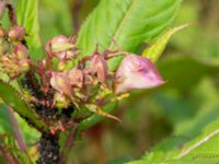 Impatiens glandulifera Långenäs, Halmstad, Halland, Sweden 20210705_0023