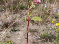 Impatiens glandulifera Scaniaparken, Malmö, Skåne, Sweden 20150726_0001