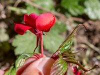 Impatiens hawkeri P-pl, Husie mosse, Malmö, Skåne, Sweden 20230602_0005