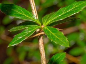 Berberis candidula - Paleleaf Barberry - Silverberberis