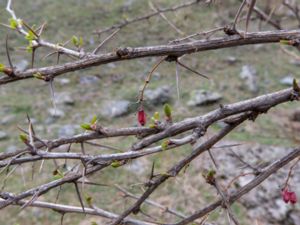 Berberis iberica