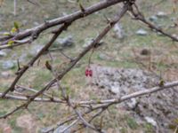 Berberis iberica Kuro S, Stepantsminda, Mtskheta-Mtianeti, Georgia 20180424_3414