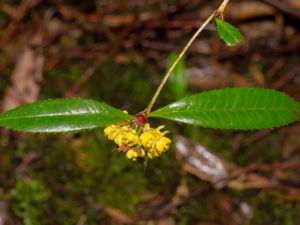 Berberis julianae - Wintergreen Barberry - Långbladig berberis