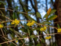 Berberis julianae Välluv, Helsingborg, Skåne, Sweden 20190504_0011