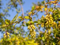 Berberis regeliana Lindhem, Norrköping, Östergötland, Sweden 20200816_0016