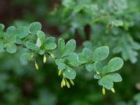 Berberis thunbergii Närlunda tegelbruksgrav, Helsingborg, Skåne, Sweden 20170811_0090