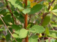 Berberis vulgaris Dröstorps alvar, Mörbylånga, Öland, Sweden 20180810_0028