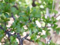 Berberis vulgaris Kalkstad, Mörbylånga, Öland, Sweden 20170526_0043