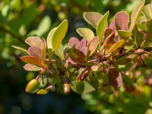 Berberis x ottawensis - Ottawa Barberry - Holländsk blodberberis