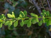 Berberis x ottawensis Lindhem, Norrköping, Östergötland, Sweden 20200816_0009