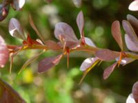 Berberis x ottawensis Sege by, Burlöv, Malmö, Skåne, Sweden 20230616_0020