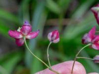 Epimedium x rubrum Hasseldal, Stenshuvud, Simrishamn, Skåne, Sweden 20190501_0048