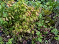 Epimedium x rubrum S Fäladstorget, N Fäladen, Lund, Skåne, Sweden 20170511_IMG_0950