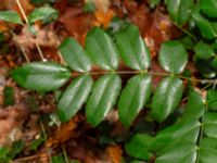 Mahonia aquifolium Hällevik, Simrishamn, Skåne, Sweden 20181124_0073