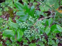 Mahonia aquifolium Herrgårdsparken, Fröseke, Uppvidinge, Småland, Sweden 20190608_0565