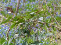 Mahonia aquifolium Norra Åsum, Kristianstad, Skåne, Sweden 20170405_0176