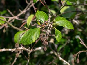 Alnus alnobetula - Björkal