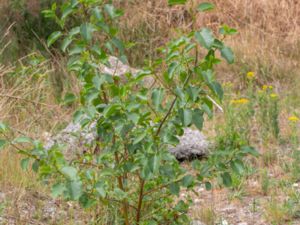 Alnus cordata - Italian Alder - Italiensk al