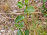 Alnus cordata Svedala reningsverk, Svedala, Skåne, Sweden 20230623_0021