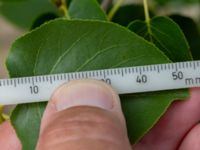 Alnus cordata Svedala reningsverk, Svedala, Skåne, Sweden 20230623_0028