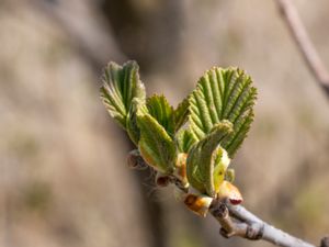 Alnus glutinosa - Alder - Klibbal